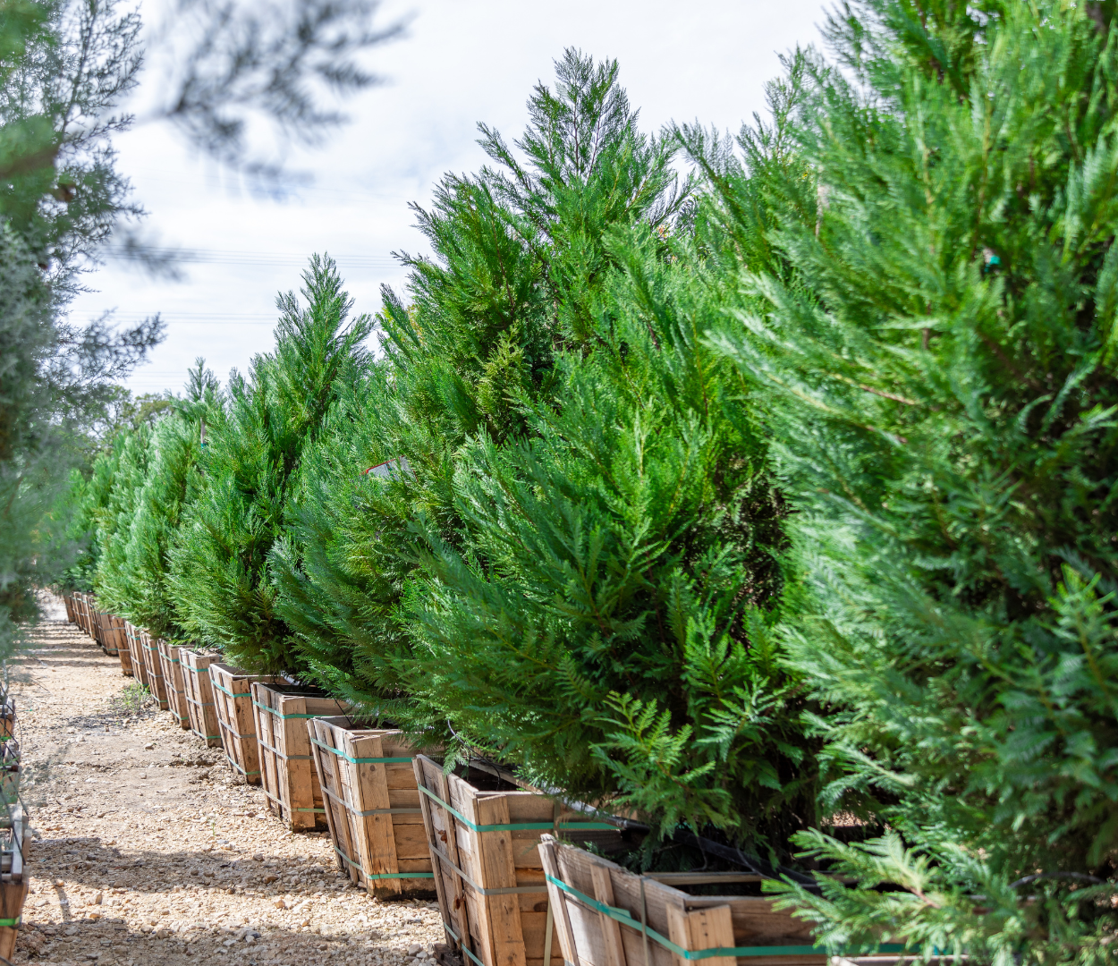 leyland cypress hedges at moon valley nurseries