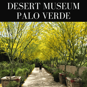 Desert Museum Palo Verde