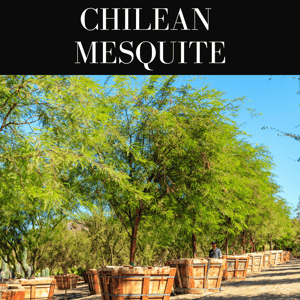 Chilean Mesquite