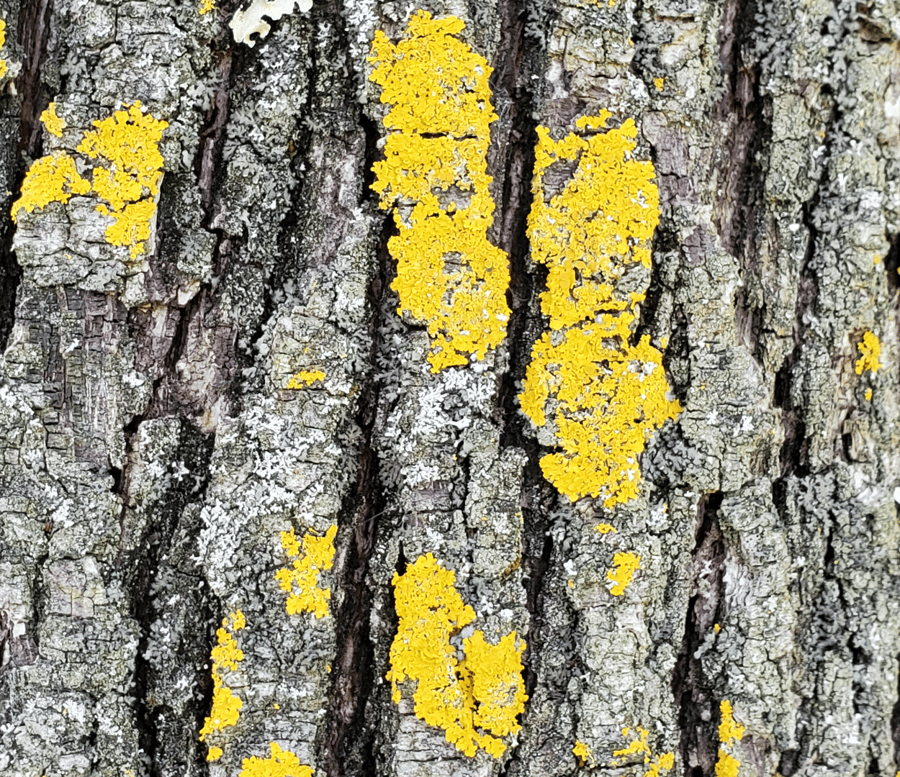 The Hidden World Of Tree Lichens