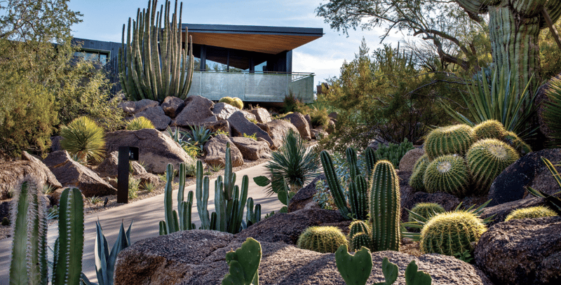 Arizona native landscape design - cactus garden