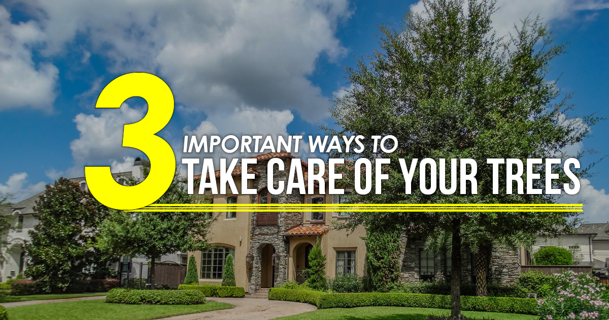 3 ways to take care of trees TX