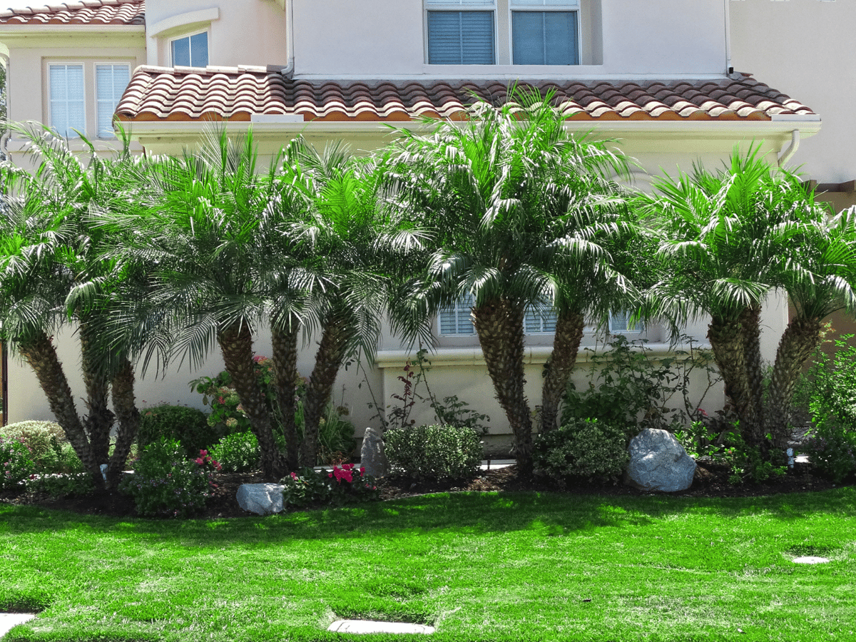 Moon Valley Nurseries Guide Supercharged Starter Pack