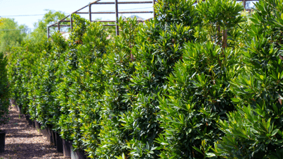 Green emerald blueberry trees growing as hedge