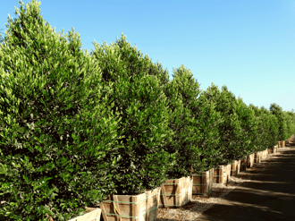 Carolina cherry laurel hedge