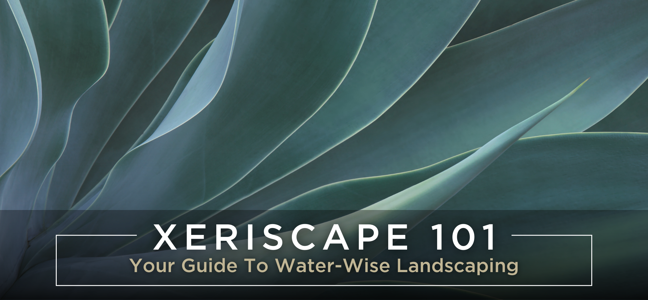 Xeriscape guide blog header