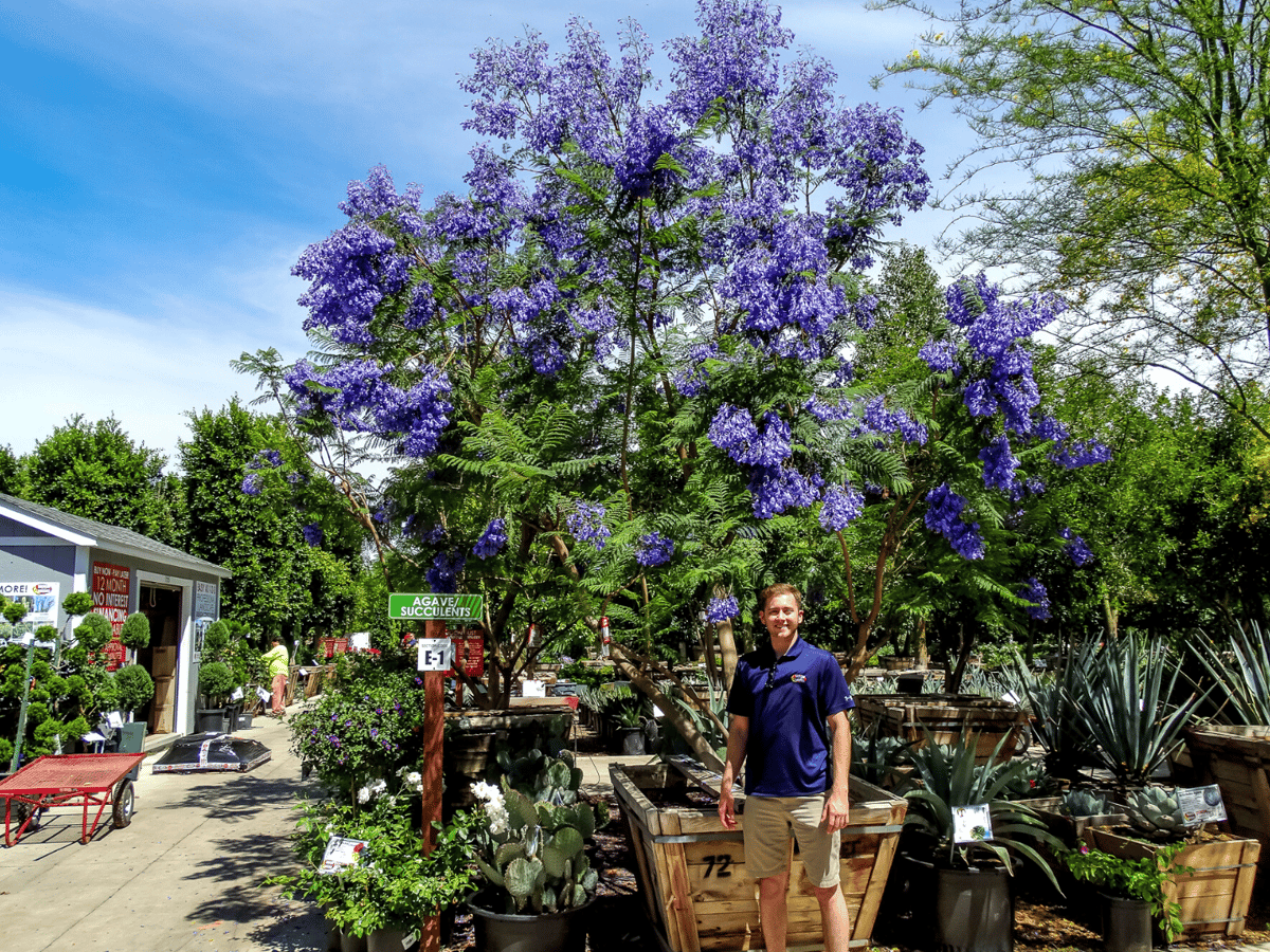 JACARANDA A FASTGROWING EVERGREEN TREE WITH BRILLIANT PURPLE FLOWERS