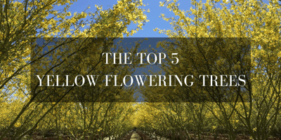 the 5 best Yellow flowering trees