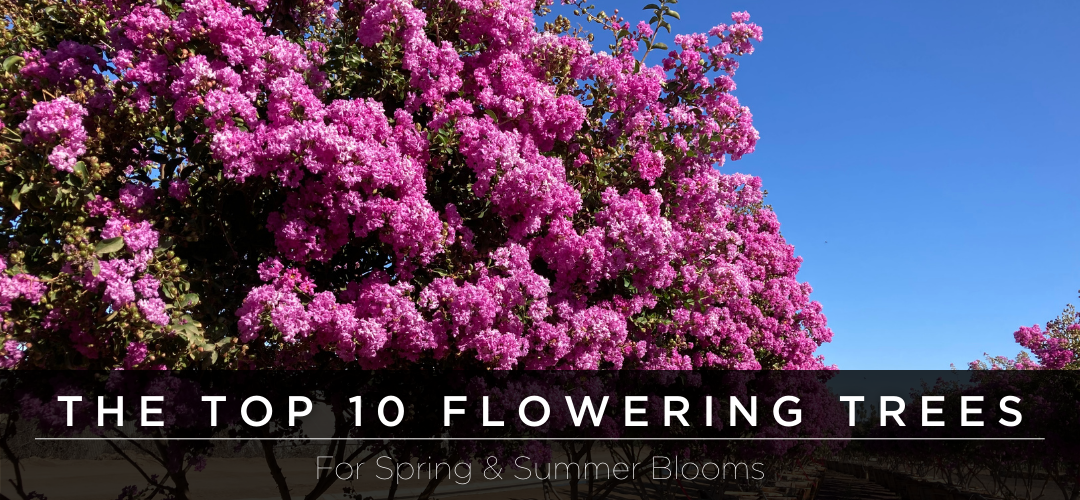 Our 10 Favorite Flowering Trees for Summer