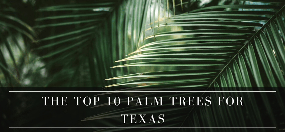 top 10 palm trees for Texas header