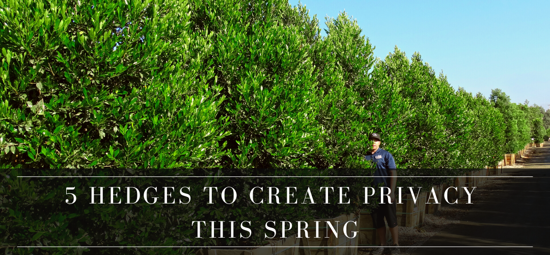 5 hedges for privacy in your yard this spring