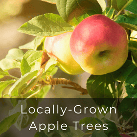 locally grown apple trees