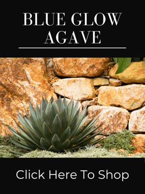 Shop for Blue Glow Agaves