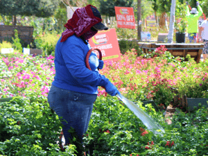 Watering at Moon Valley Nurseries