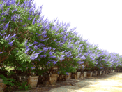 Flores moradas en el árbol Vitex