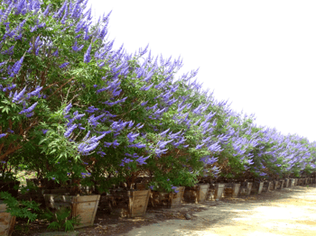 Purple Blooms on Vitex Tree for sale at moon valley nurseries