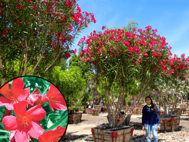 Red Flowering Oleander Tree