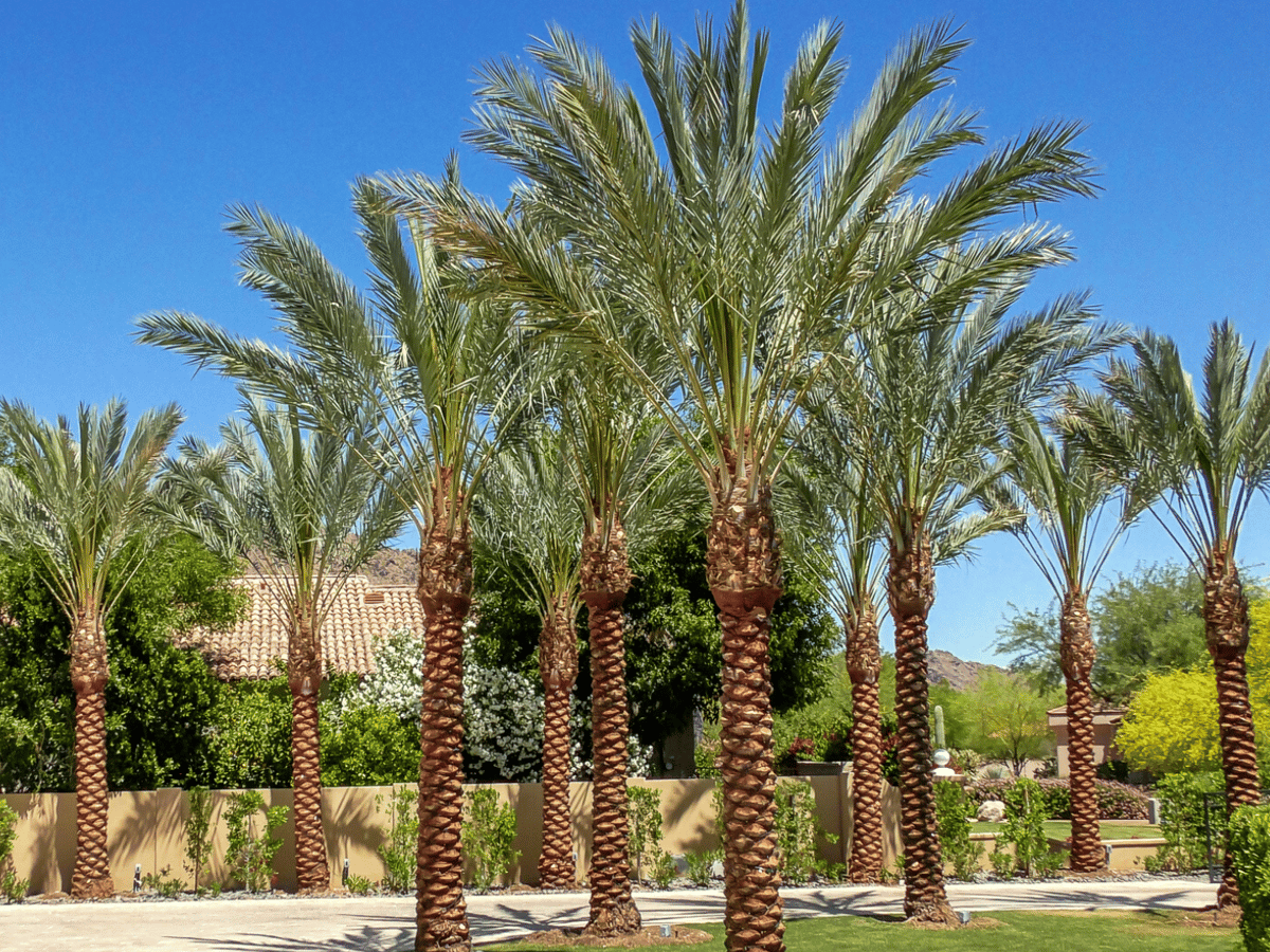 The Top 10 Palm Trees for Texas & Where to Plant Them!