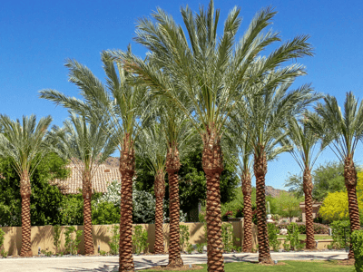 Resort-style Date Palm for sale at Moon Valley Nurseries