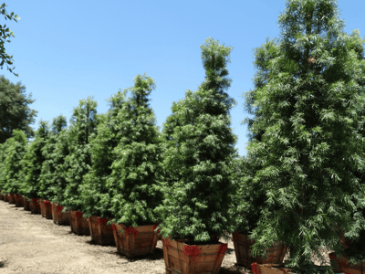 Japanese Blueberry trees for sale at Moon Valley Nurseries