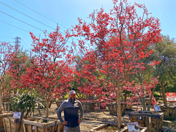 Red Maple tree for sale at Moon Valley Nurseries