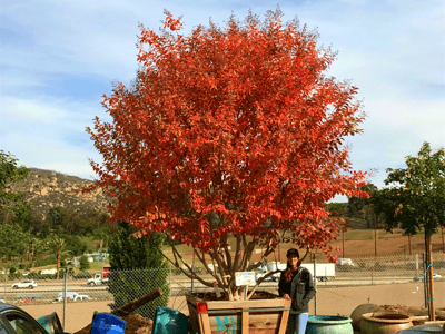 Crape Myrtle Fall color