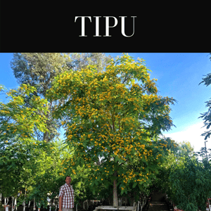 Tipu Tree