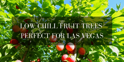 low chill fruit varieties 
