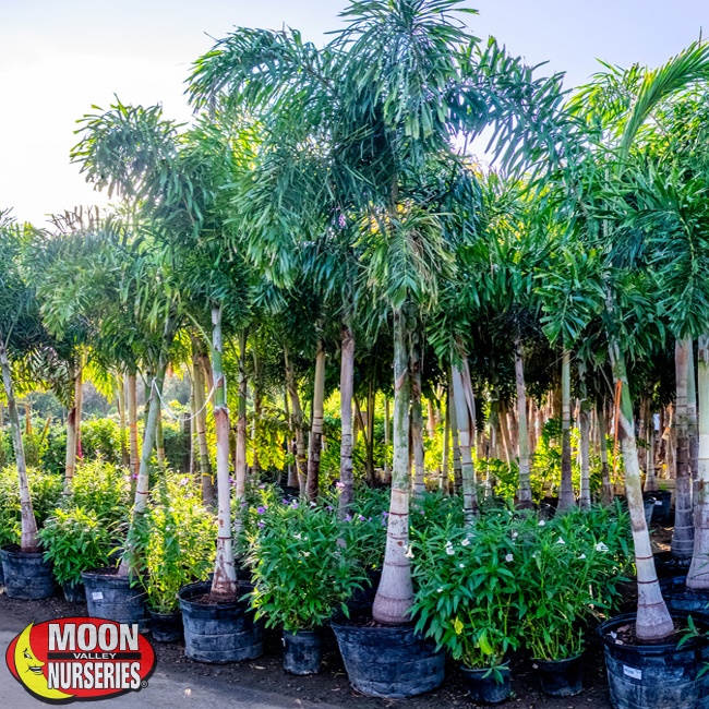 Foxtail Palms A Tropical Showstopper For Socal Landscapes