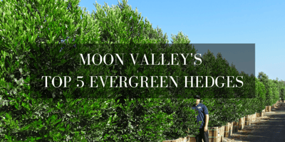 top 5 evergreen hedges