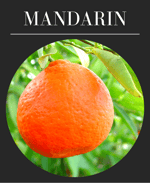 Mandarin Tangerine
