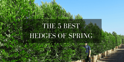 best hedges of spring