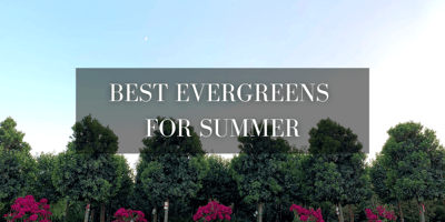 Best evergreens for summer