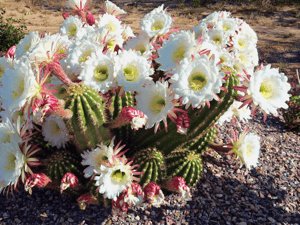 argentine giant night-blooming cactus for sale at moon valley nurseries
