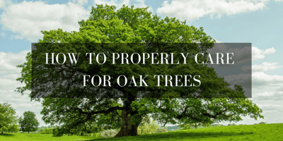 care for oak trees