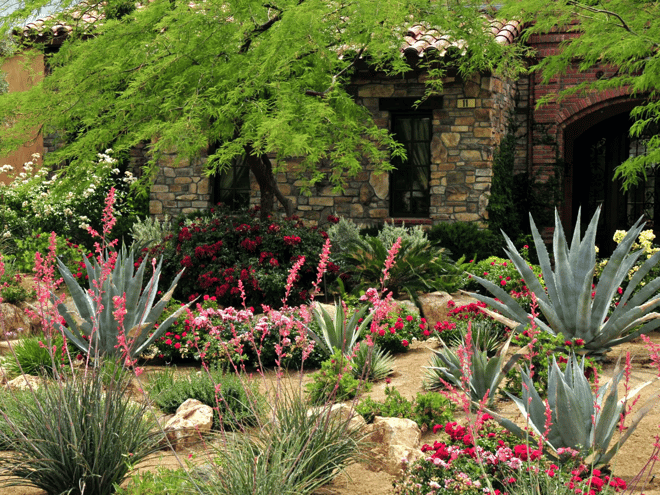 The Essential Guide To Drought Tolerant Plants For Texas 2540