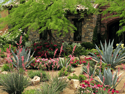 xeriscape front yard