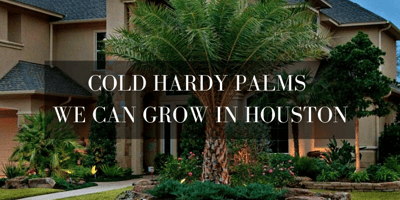 Cold hardy palms in Texas