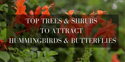top trees and plants that attract hummingbirds and butterflies