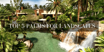 top palms for landscapes