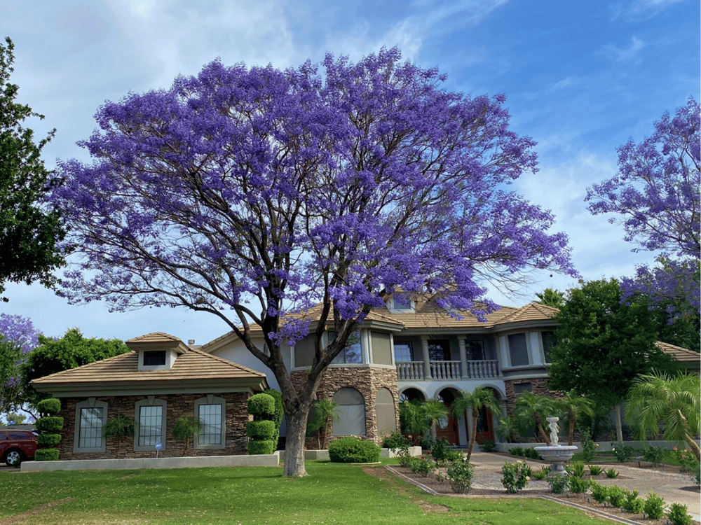 JACARANDA A FASTGROWING EVERGREEN TREE WITH BRILLIANT PURPLE FLOWERS
