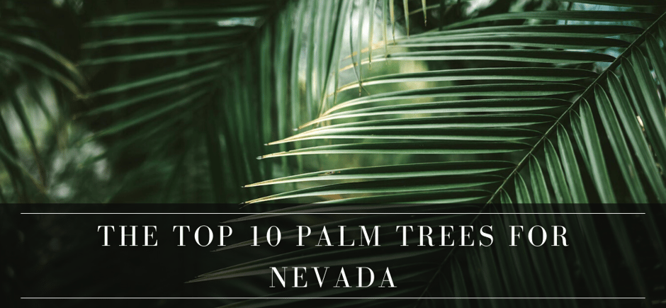 top 10 palm trees for Nevada header