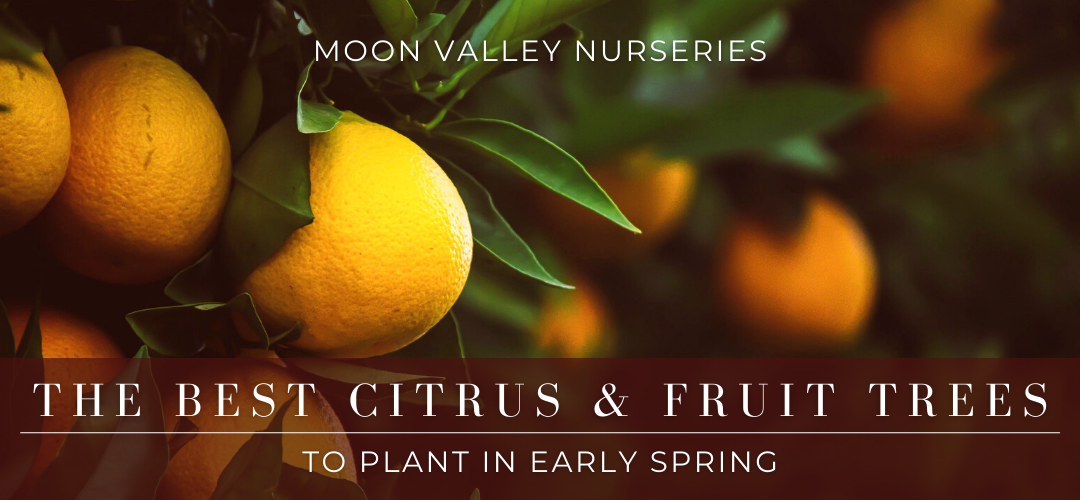 Best fruit and citrus to plant in the spring