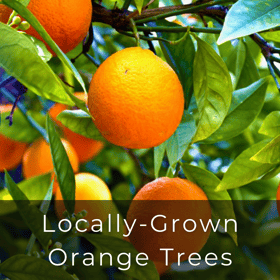 locally grown orange trees