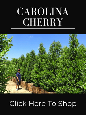 Carolina Cherry Hedges