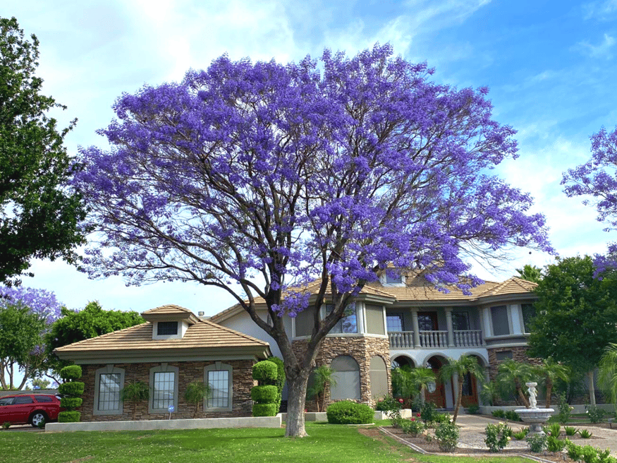 The Top 10 Flowering Trees For Spring & Summer Blooms in Arizona