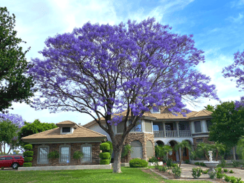 Jacaranda tree for sale at Moon Valley Nurseries