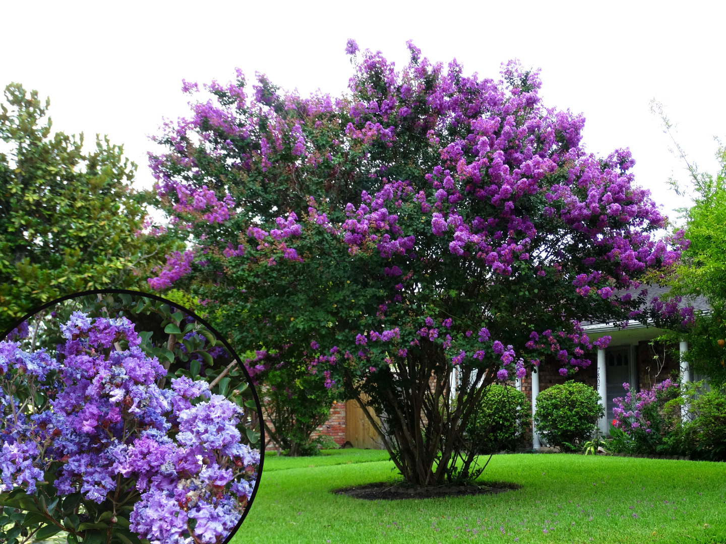 tree with purple pink flowers