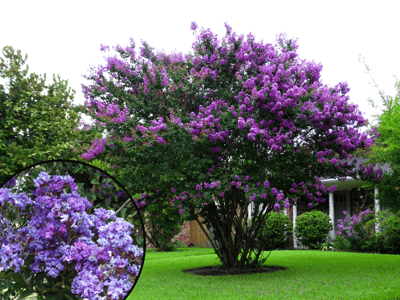 Crape Myrtle with Purple Flowers