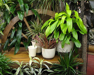 Fresh clean air from plants